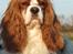 Cavalier king charles spaniel Enzo-Cucciolo Lemon Grass - Enzo april 2011 - 5 år