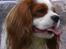 Cavalier king charles spaniel Enzo-Cucciolo Lemon Grass - Til Danmarks smukkeste hund - desværre fik dommerne hedeslag, så du kunne ikke se at JEG skulle med i finalen