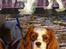 Cavalier king charles spaniel Enzo-Cucciolo Lemon Grass - Lidt blandet billeder af mig