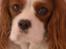 Cavalier king charles spaniel Enzo-Cucciolo Lemon Grass - Jeps jeg ved hvornår jeg skal se sød ud