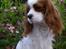 Cavalier king charles spaniel Enzo-Cucciolo Lemon Grass - Sommer 2007