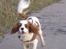 Cavalier king charles spaniel Enzo-Cucciolo Lemon Grass - Nytårsaftensdag - hurtig som en nytårsraket