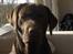 Labrador retriever Coco - Er jeg ikke sød