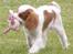 Cavalier king charles spaniel Enzo-Cucciolo Lemon Grass - Enzo til hundetræning første gang
