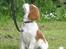Cavalier king charles spaniel Enzo-Cucciolo Lemon Grass - Ja nu kigger jeg på dig - får jeg så en godbid?