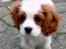 Cavalier king charles spaniel Enzo-Cucciolo Lemon Grass - Første gang i DK