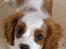 Cavalier king charles spaniel Enzo-Cucciolo Lemon Grass - Ville du noget moar?