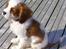 Cavalier king charles spaniel Enzo-Cucciolo Lemon Grass - Ser på havet en forblæst forårsdag