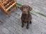 Labrador retriever Coco - En rigtig mand sidder pænt