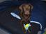 Labrador retriever Coco - Find Nemo