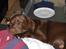 Labrador retriever Coco - I Mors arme