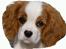 Cavalier king charles spaniel Lady -Your Loving Lady of - Your Loving Lady Of Sunshine - Lady
