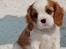 Cavalier king charles spaniel Lady -Your Loving Lady of - Lady 8 uger