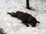 Labrador retriever Coco - Køligt og lige tiilpas
