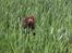Labrador retriever Coco - Jeg gemmer mig