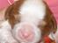 Cavalier king charles spaniel Lady -Your Loving Lady of - Lady 7 dage gammel