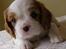 Cavalier king charles spaniel Lady -Your Loving Lady of - Lady 5 uger