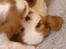 Cavalier king charles spaniel Lady -Your Loving Lady of - Lady 5 uger leger med en af sine søskende