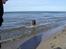 Labrador retriever Coco - Stranden er Livet