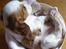 Cavalier king charles spaniel Lady -Your Loving Lady of - Lady 5 uger på vægten