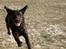 Labrador retriever Coco - Flyve øre