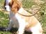 Cavalier king charles spaniel Lady -Your Loving Lady of - Lady til hundetræning for første gang
