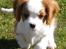 Cavalier king charles spaniel Lady -Your Loving Lady of - Lady til hundetræning - huuuuj hvor er det sjovt
