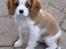 Cavalier king charles spaniel Lady -Your Loving Lady of - Lady 11 uger