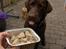 Labrador retriever Coco - Min Fødselsdag, lagekage skal man da have også som hund