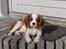Cavalier king charles spaniel Lady -Your Loving Lady of - Lady nyder forårssolen i 2007