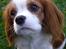 Cavalier king charles spaniel Lady -Your Loving Lady of - Hvis jeg nu ser RIGTIG sød ud? (8 mdr.)