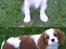 Cavalier king charles spaniel Lady -Your Loving Lady of - Se hvor god jeg er til klikkertræning (8-9 mdr)