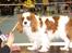 Cavalier king charles spaniel Enzo-Cucciolo Lemon Grass -  Enzo på hundeudstilling med sin handler Rie (yngste datter i huset) (marts 2008)