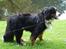 Berner sennenhund Nadia - (død 2007) - Liselund
