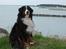 Berner sennenhund Nadia - (død 2007) - Møntur