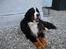 Berner sennenhund Nadia - (død 2007) - En livstræt og syg Nadia dagen før den allersidste tur til dyrlægen........