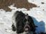 Cocker spaniel Moetly R.I.P