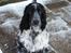 Cocker spaniel Moetly R.I.P