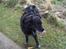 Border collie Turbo