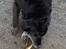 Border collie Turbo
