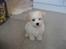 Bichon havanais Bailey <3 - Bailey er lige vågnet <3