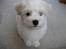 Bichon havanais Bailey <3 - Bailey venter på en godbid <3