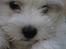 Bichon havanais Bailey <3 - Delige Bailey <3