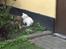 Bichon havanais Bailey <3 - Bailey leger med min kanin <3