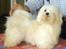 Bichon havanais Bailey <3 - Baileys mor <3