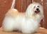 Bichon havanais Bailey <3 - Baileys far <3