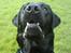 Labrador retriever Simba