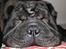 Shar pei Louis