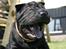 Shar pei Louis - GAAAAAAB