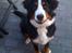 Berner sennenhund Morgan - Morgan 7mdr